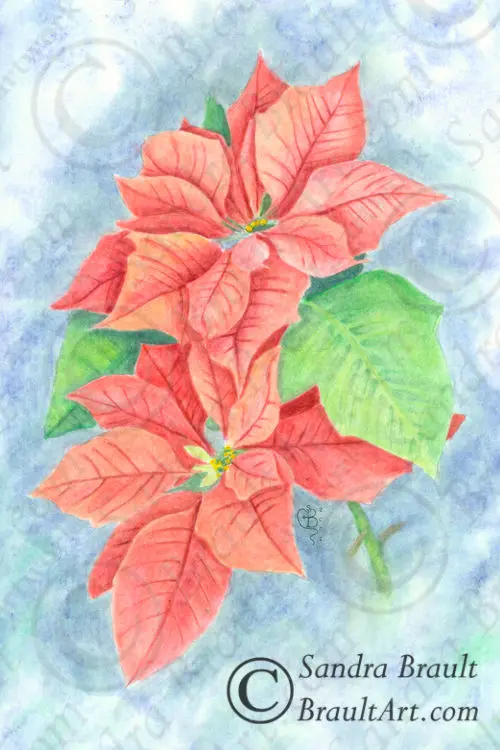 Poinsettia